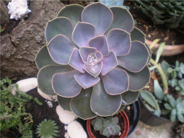 Echeveria perle von nurnberg